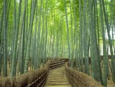 Saga-arashiyama
